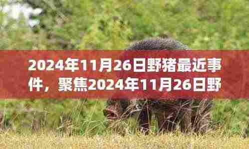 2024年11月26日野猪事件回顾与深度解析,聚焦事件真相与影响