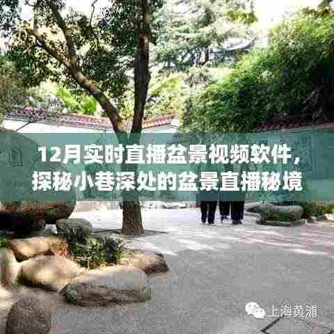 探秘盆景秘境,十二月实时直播小巷深处的自然邂逅