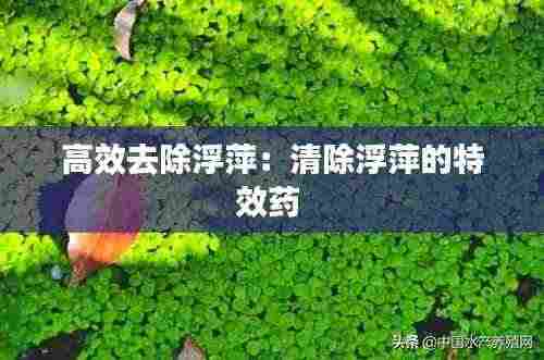 高效去除浮萍:清除浮萍的特效药