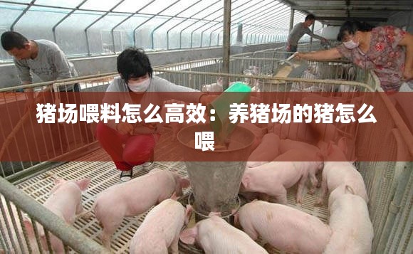 猪场喂料怎么高效：养猪场的猪怎么喂 