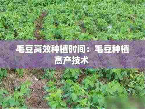 毛豆高效种植时间:毛豆种植高产技术
