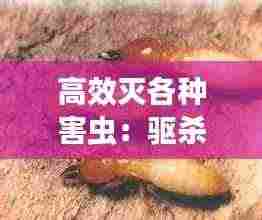 高效灭各种害虫:驱杀多种害虫
