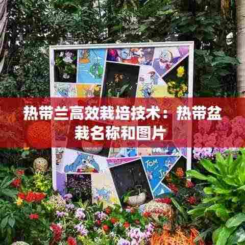 热带兰高效栽培技术:热带盆栽名称和图片