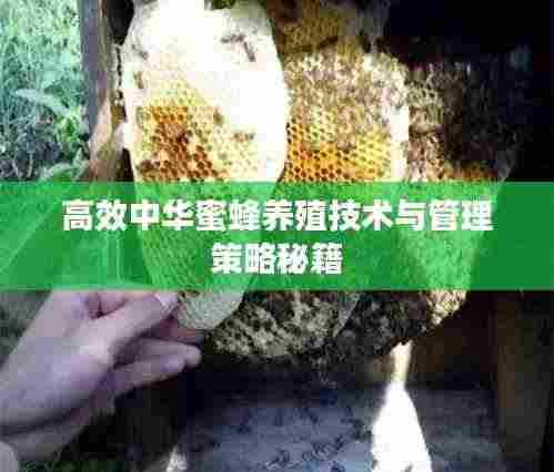 高效中华蜜蜂养殖技术与管理策略秘籍