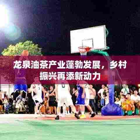 龙泉油茶产业蓬勃发展，乡村振兴再添新动力