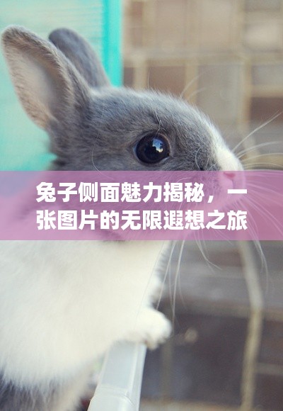 兔子侧面魅力揭秘,一张图片的无限遐想之旅
