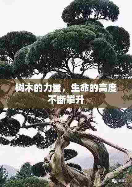 树木的力量,生命的高度不断攀升
