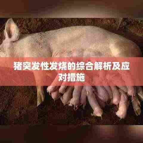 猪突发性发烧的综合解析及应对措施